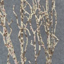 BRANCH WHITE/BROWN/PINK 48&quot;