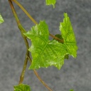 GRAPE IVY HANGING BUSH 20"