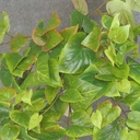 POTATO LEAF H. BUSH X9 W/160 LV  GREEN