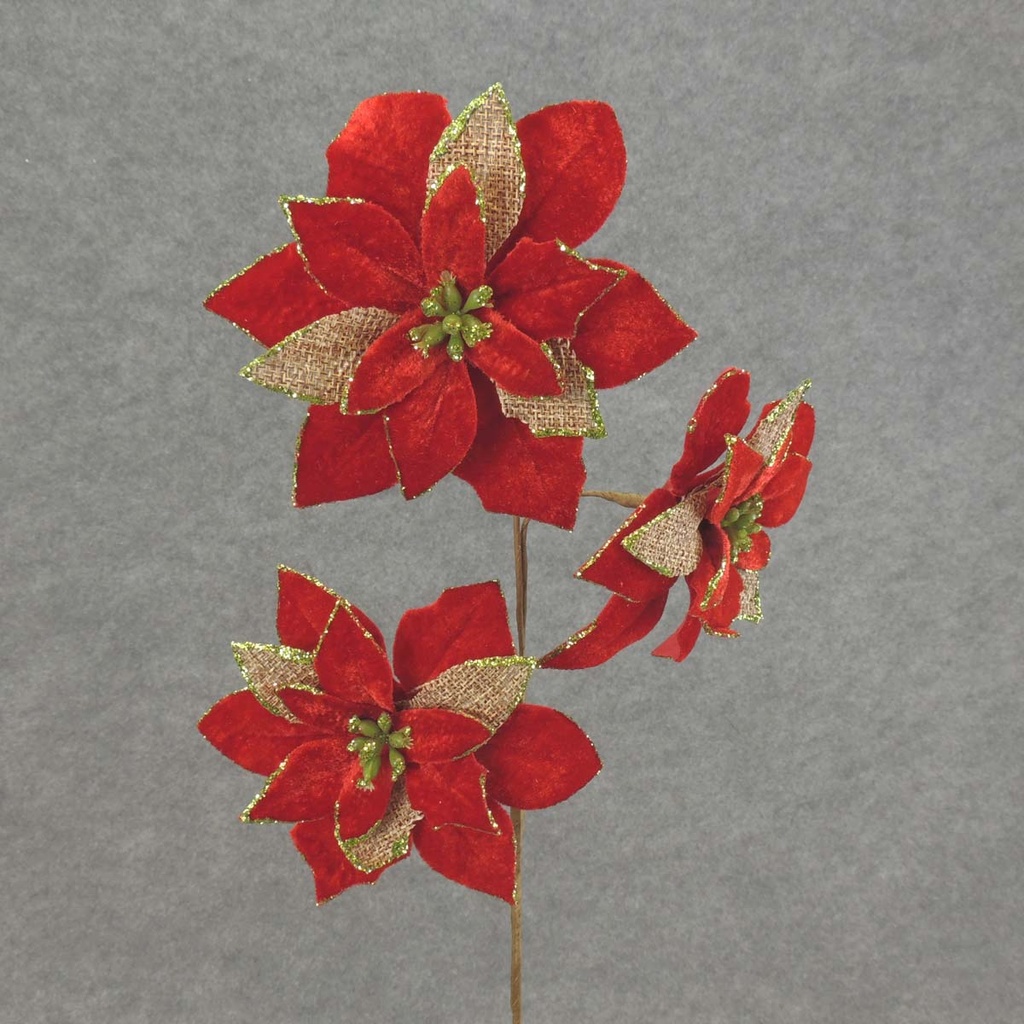 21" POINSETTIA SPRAY X3 BURLAP/VELV  RED