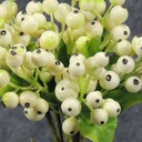 BERRY BUNDLE X8 11&quot;  CREAM