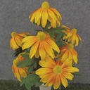 18.5" RUDBECKIA BUSH X9 GOLDEN YELLOW