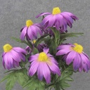 18.5&quot; RUDBECKIA BUSH X9 PURPLE