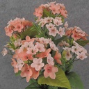 17" WAXFLOWER BUSH X10 SALMON