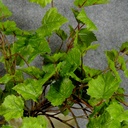 GRAPE IVY HANGING BUSH 41"