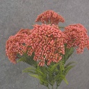 17" SEDUM BUSH X7 PINK