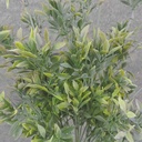 18" TEA LEAF BUSH X12 PURPLE/GREEN