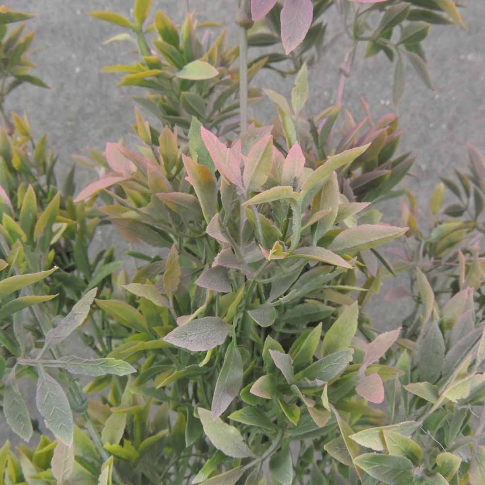 18" TEA LEAF BUSH X12 PINK/GREEN