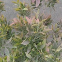 18" TEA LEAF BUSH X12 PINK/GREEN