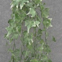 48" HANGING IVY BUSH X5 VARIGATED (PLASTIC)