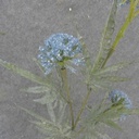 34&quot; THISTLE SPRAY X3 BLUE