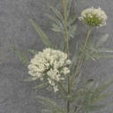34&quot; THISTLE SPRAY X3 CREAM