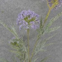 34&quot; THISTLE SPRAY X3 PURPLE