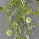 4' EUCALYPTUS, THISTLE & FOLIAGE GARLAND CREAM