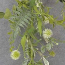 4' EUCALYPTUS, THISTLE & FOLIAGE GARLAND CREAM