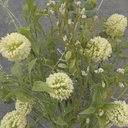 22" EUCALYPTUS & THISTLE BUSH CREAM