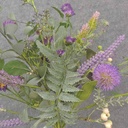 20" FERN, BERRY & MIXED FOLIAGE BUSH PURPLE