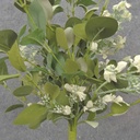 20&quot; EUCALYPTUS &amp; BLOSSOM BUSH CREAM