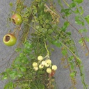 4' BERRY &amp; MIXED FOLIAGE GARLAND CREAM/GREEN