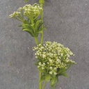 23.5" QUEEN ANNE'S LACE SPRAY X3 CREAM