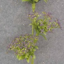 23.5" QUEEN ANNE'S LACE SPRAY X3 PURPLE