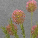 21.5" THISTLE SPRAY X5 PINK