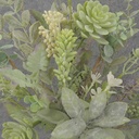 22&quot; EUCALYPTUS, SUCCULENT &amp; MIXED FOLIAGE BUSH