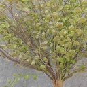24&quot; BUTTON FERN &amp; TWIG BUSH