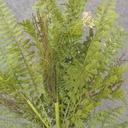 21" MIXED FERN & TWIG BUSH