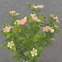 14.5" TEALEAF BUSH W/ BLOSSOMS X7 PINK/CREAM