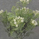 10&quot; FOLIAGE BUSH X5 W/ CREAM BLOOMS