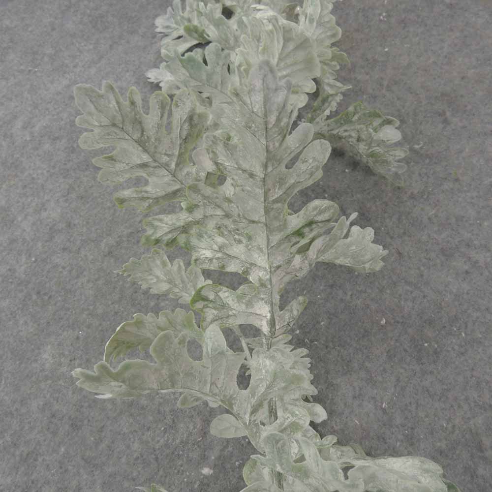 6' DUSTY MILLER GARLAND