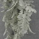 32" DUSTY MILLER HANGING BUSH