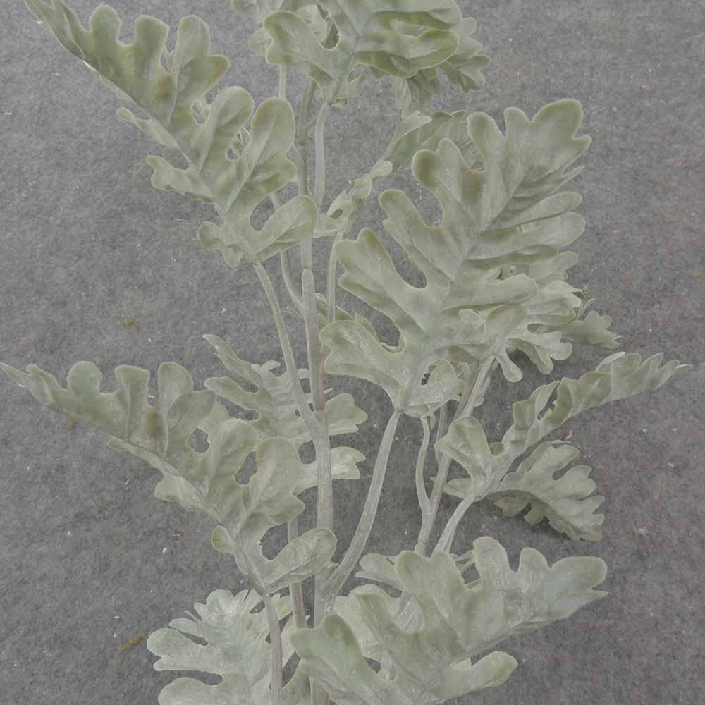 29&quot; DUSTY MILLER SPRAY