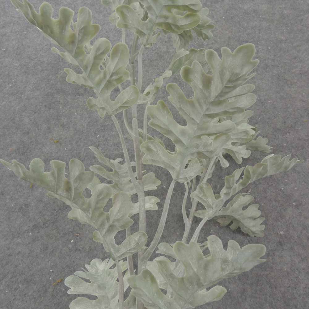 29" DUSTY MILLER SPRAY