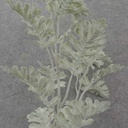 29&quot; DUSTY MILLER SPRAY