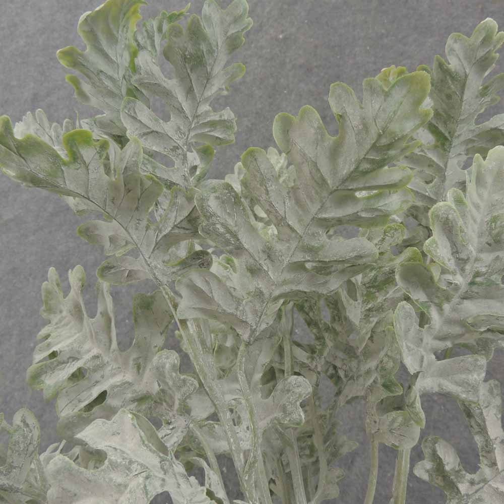 16" DUSTY MILLER BUSH X5