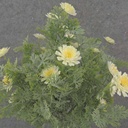 13" FOLIAGE BUSH X7 W/ MINI DAISIES CREAM