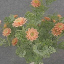 13" FOLIAGE BUSH X7 W/ MINI DAISIES PEACH
