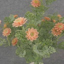 13" FOLIAGE BUSH X7 W/ MINI DAISIES PEACH