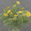 13" FOLIAGE BUSH X7 W/ MINI DAISIES YELLOW