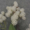 30&quot; THISTLE SPRAY X 3 WHITE
