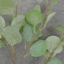 32&quot; SILVER DOLLAR EUCALYPTUS SPRAY X5 GREEN