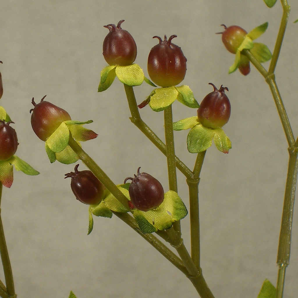 25.5" BURGUNDY HYPERICUM BERRY SPRAY X5(3/BDL)