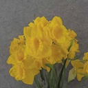 22" DAFFODIL BUSH X9 YELLOW