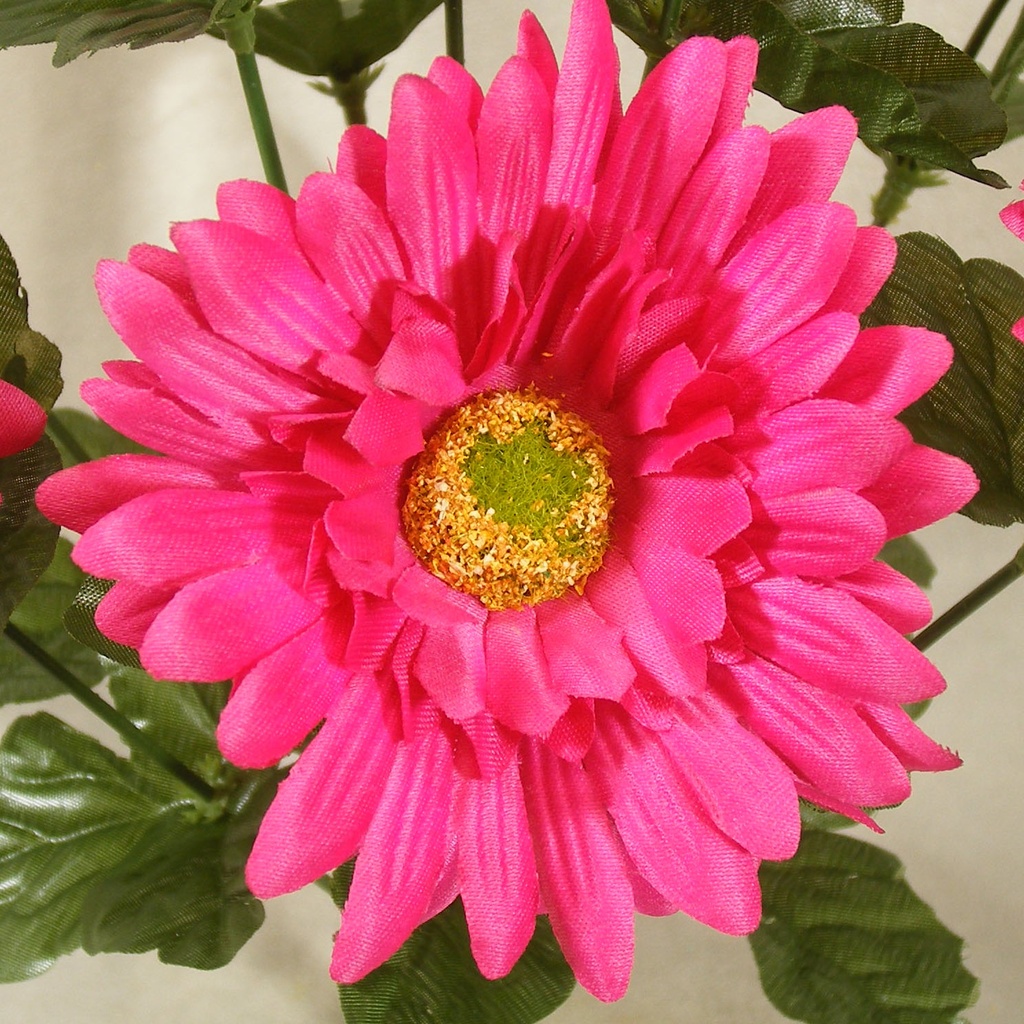 GERBERA SATIN BUSH X9 17"  BEAUTY