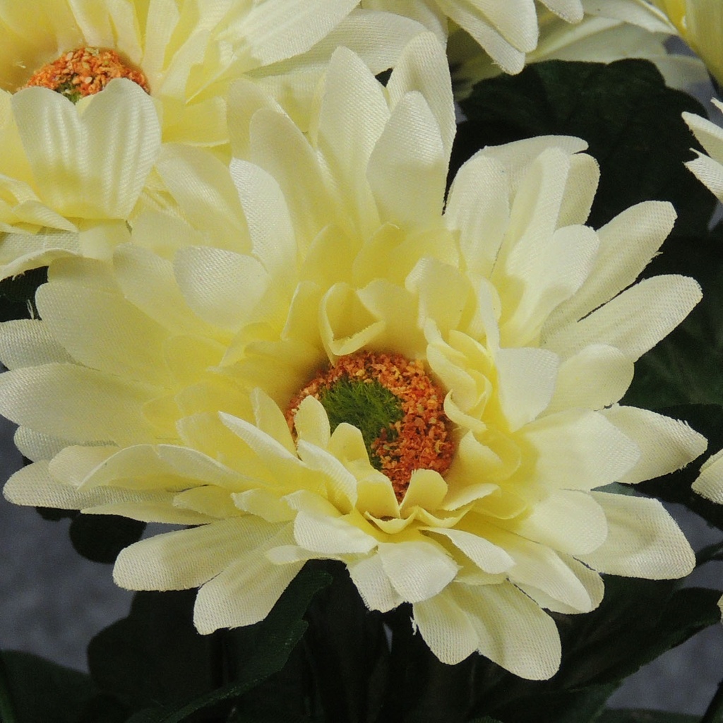 GERBERA SATIN BUSH X9 17"  CREAM/WHITE