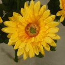 GERBERA SATIN BUSH X9 17"  YELLOW