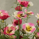 PANSY BUSH X7   16.5"  PINK/BEAUTY