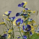 PANSY BUSH X7   16.5"  YELLOW/BLUE